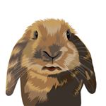 Avatar of Charlie the Mini Lop🐰
