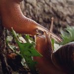 Avatar of snail friends 🌺🐌🍃